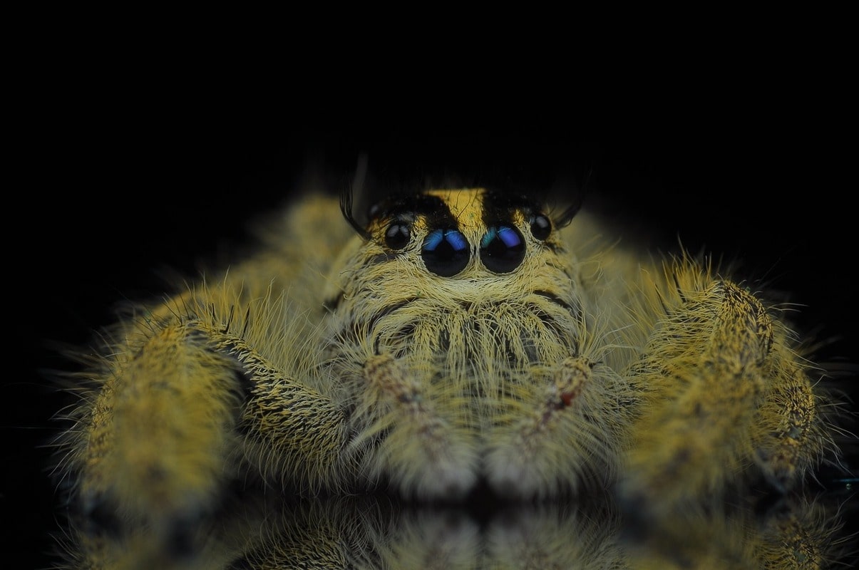 5 cose che non sai sui Jumping spiders - immagine di copertina