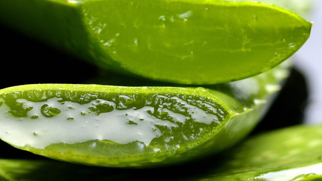 Aloe vera, smagliature