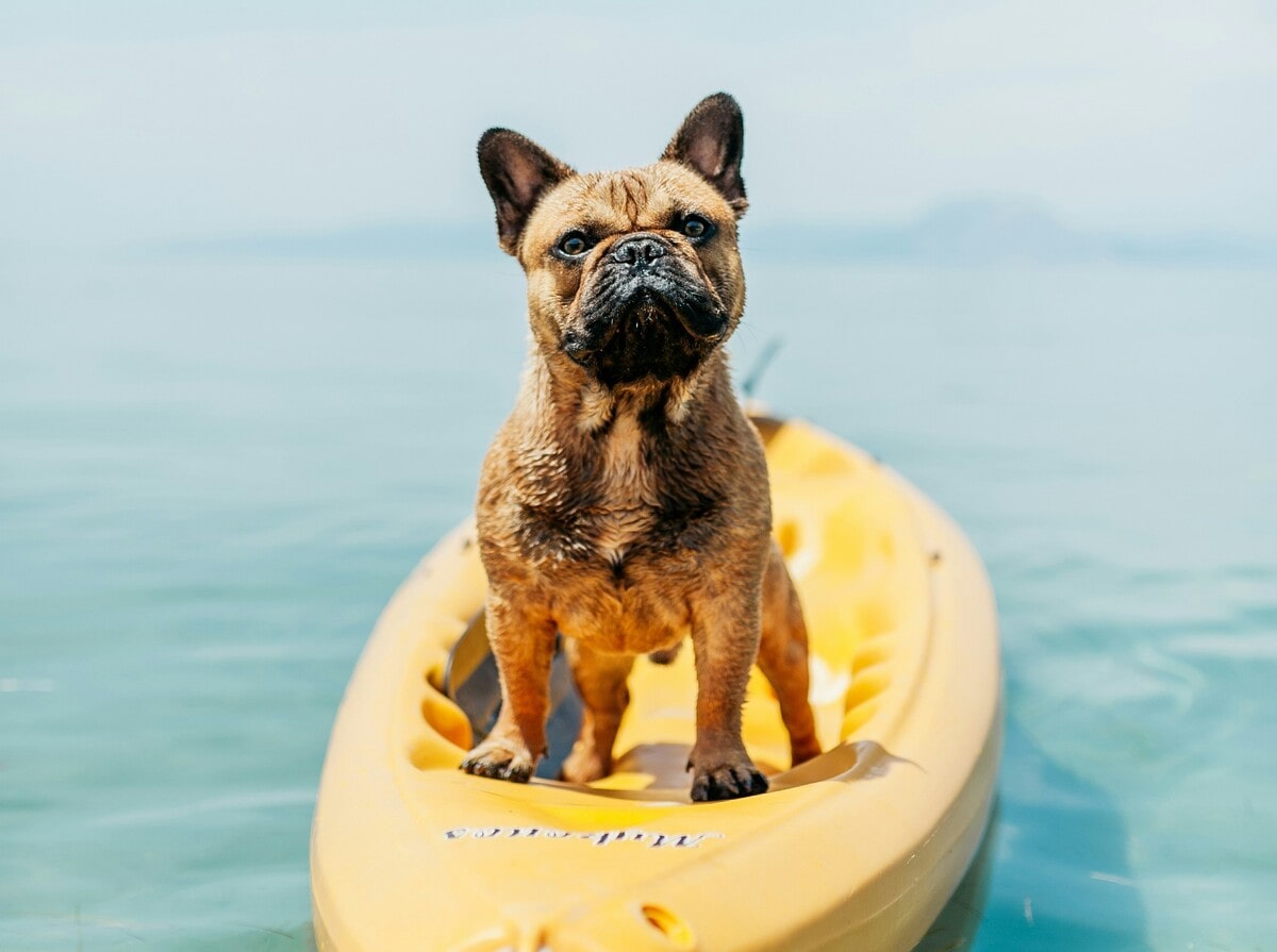 Come proteggere i tuoi animali dal caldo estivo - immagine di copertina