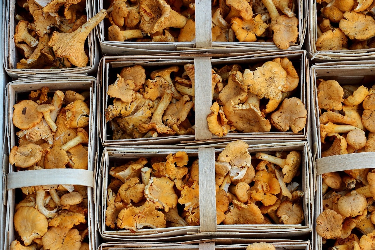 Scopri i benefici dei funghi galletti per una nutrizione naturale - immagine di copertina