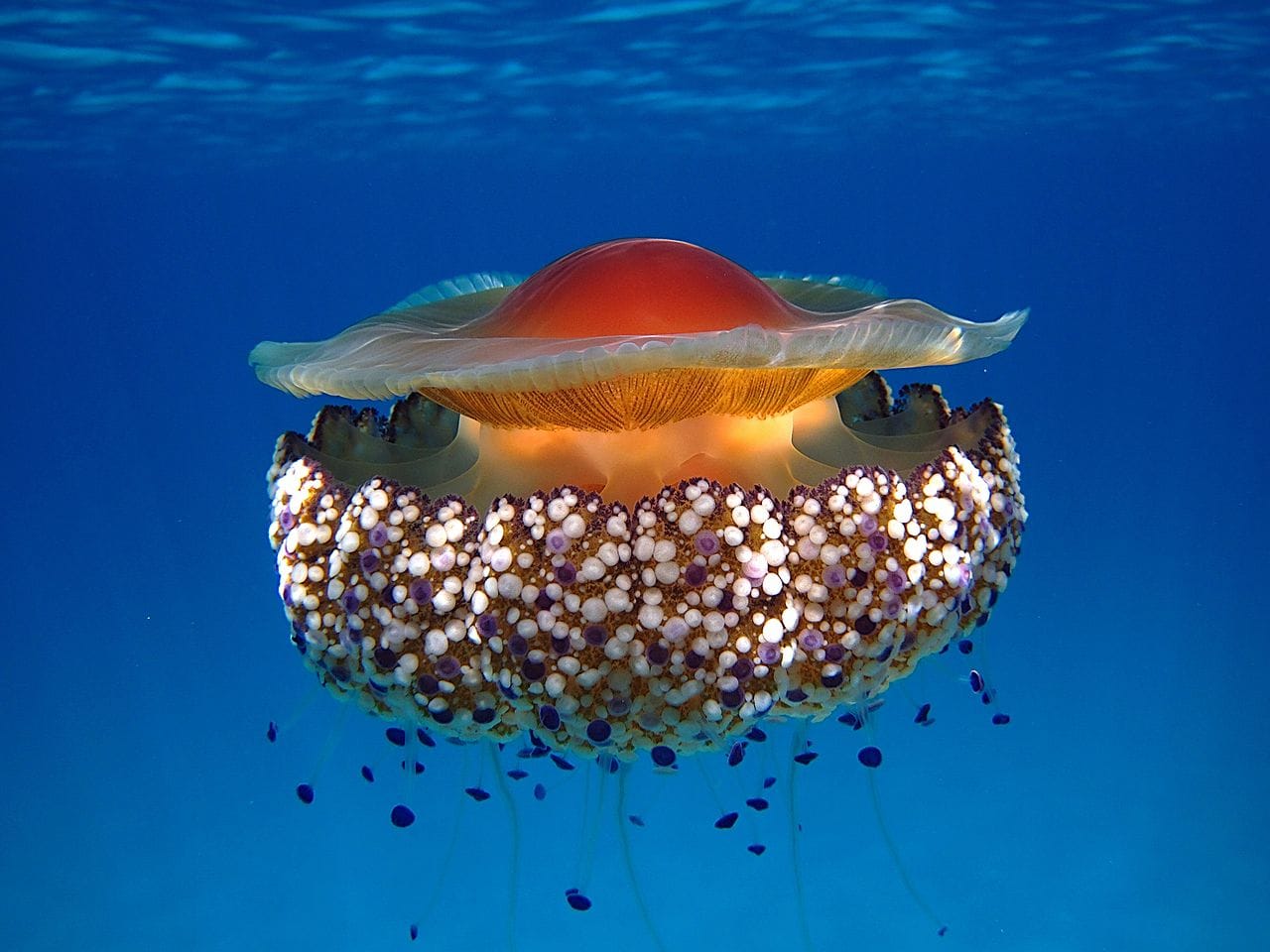 Spiagge invase dalla medusa uovo fritto. È pericolosa per l'uomo? - immagine di copertina