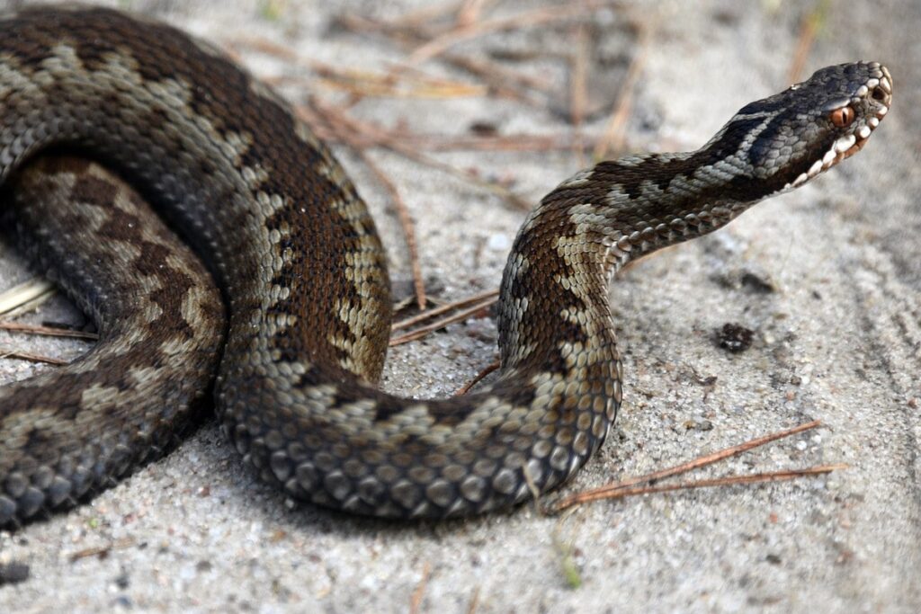 vipera comune