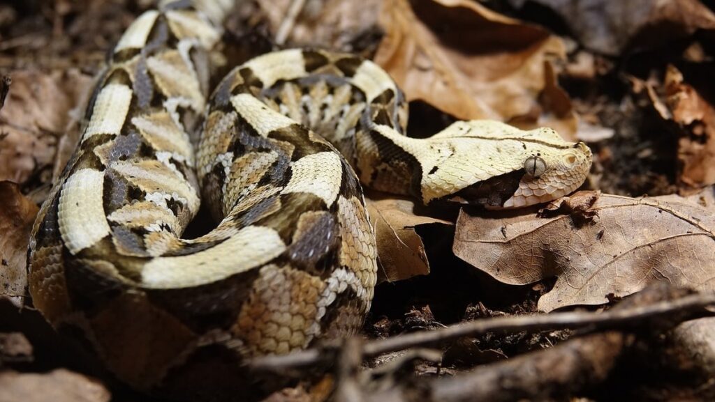 vipera dell'Orsini