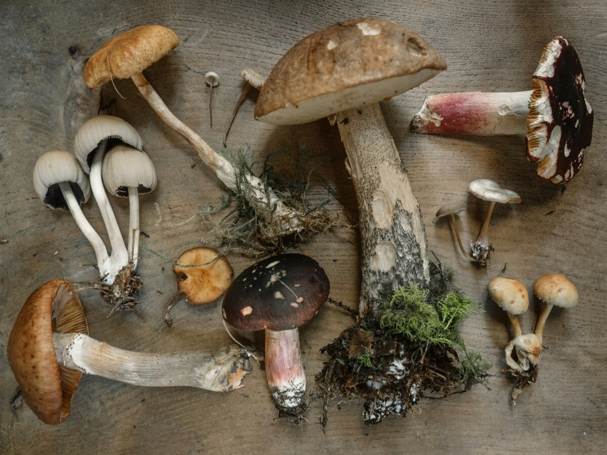 Tutto quello che devi sapere sui funghi: benefici, valori nutrizionali e consigli - immagine di copertina