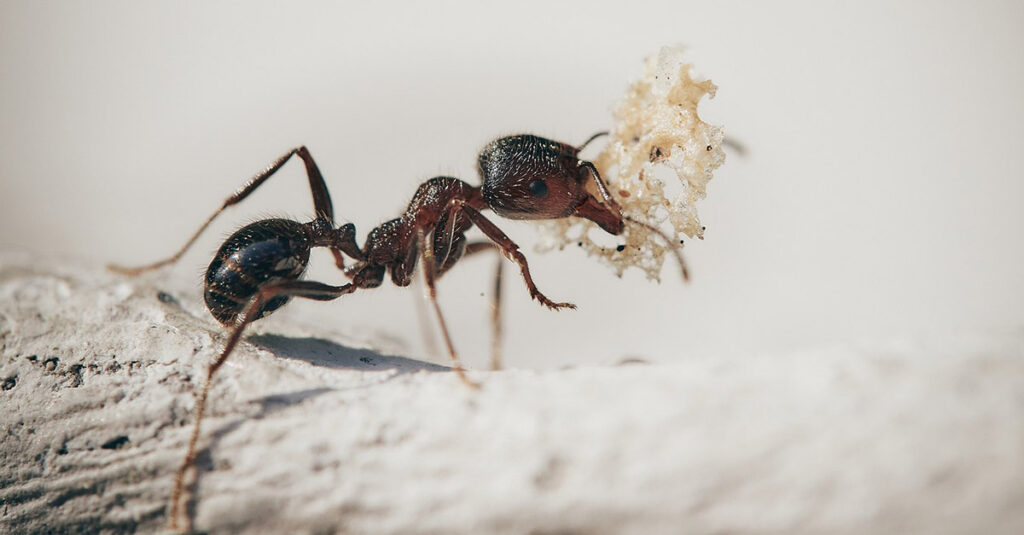 Insetti autunnali, la formica