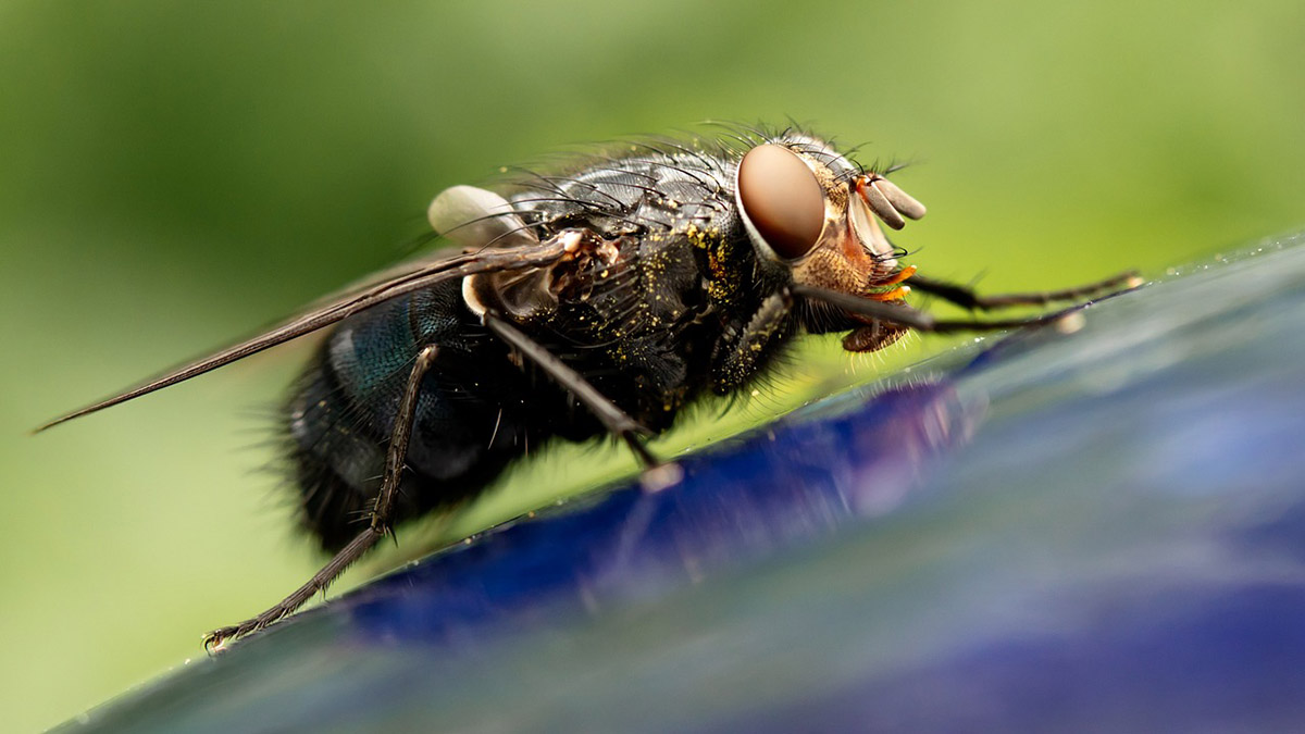 Autumn bugs: come eliminare gli insetti autunnali - immagine di copertina