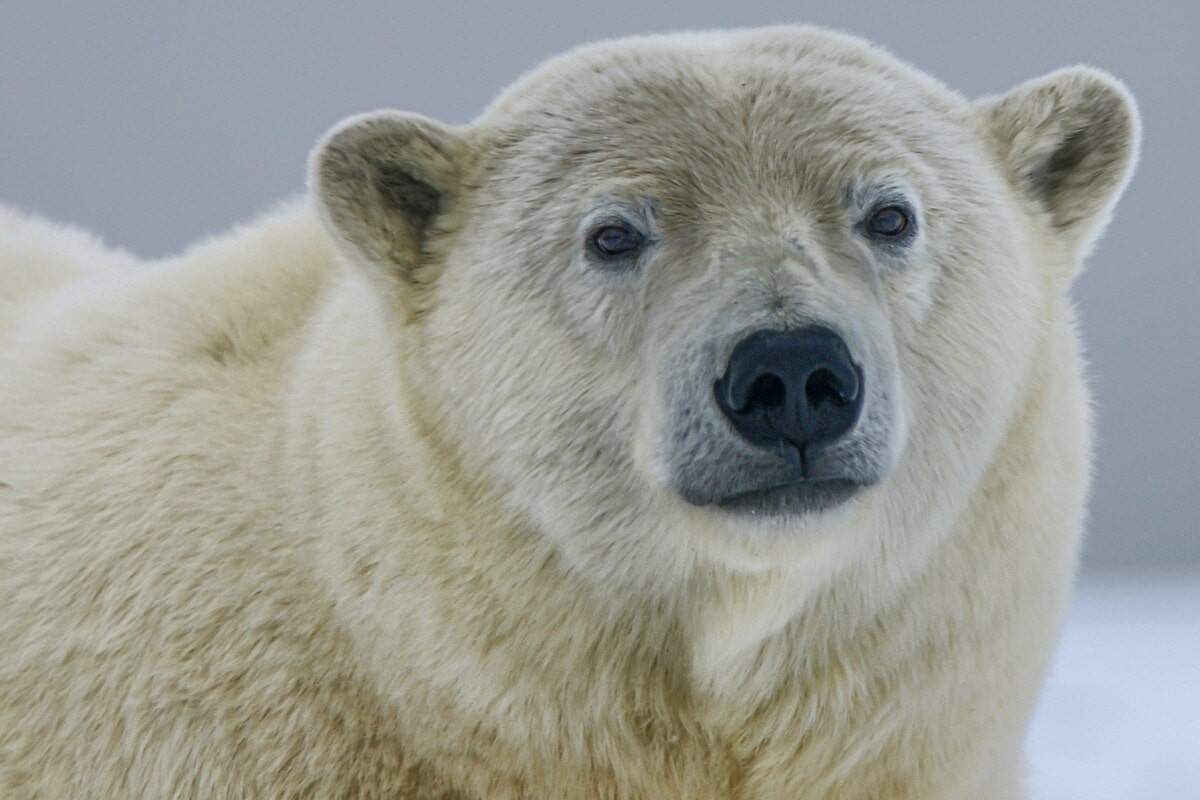 Islanda: abbattuto un orso polare arrivato dalla Groenlandia a bordo di un iceberg - immagine di copertina