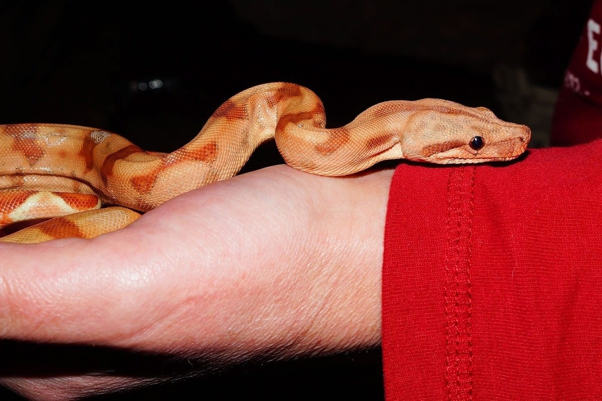 Il mio amico serpente: rettili domestici e come prendersene cura - immagine di copertina