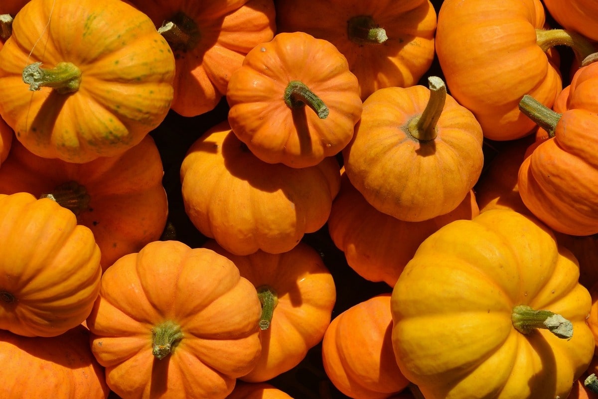 Le incredibili proprietà benefiche della zucca: scopri tutto sull'alimentazione naturale - immagine di copertina