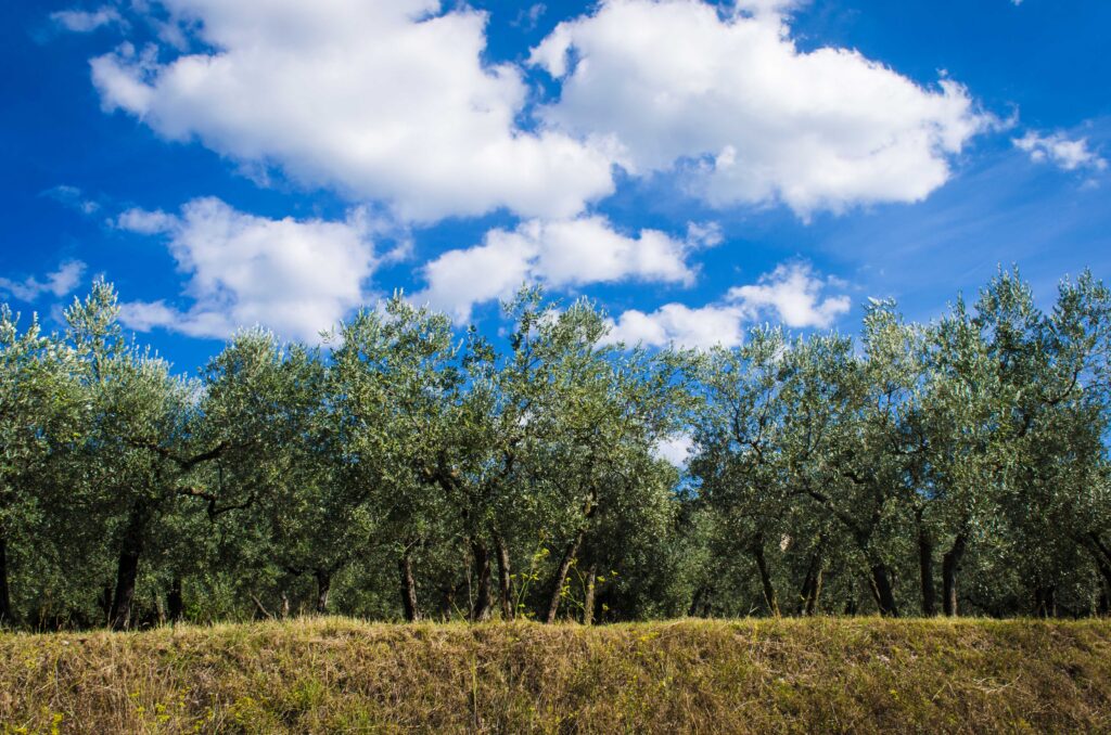 Camminando fra gli ulivi