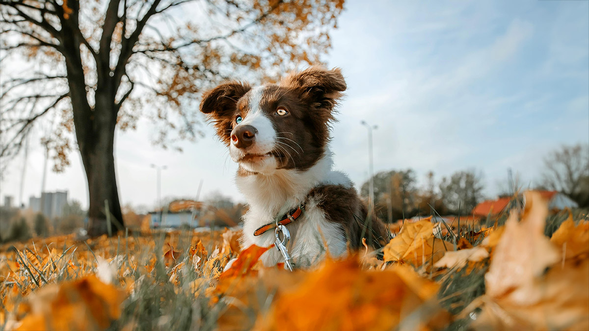 Sei l'umano di un cane? Ecco a cosa dovresti stare attento in autunno - immagine di copertina