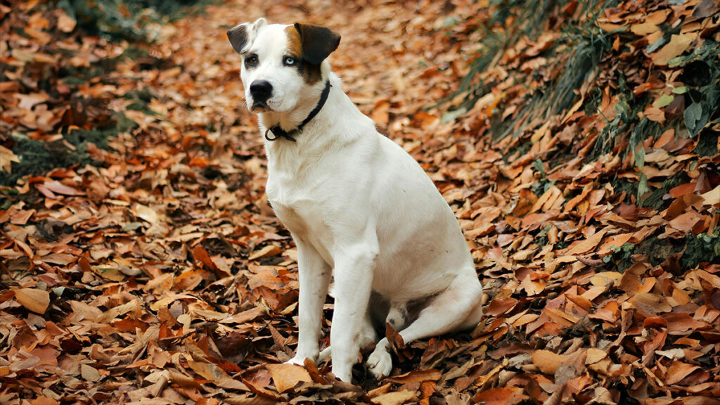 Cane e foglie in autunno