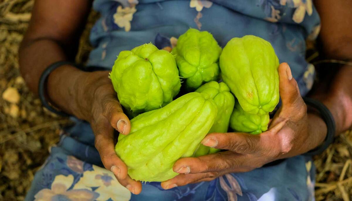 Chayote: scopri tutti i benefici di questo superfood! - immagine di copertina