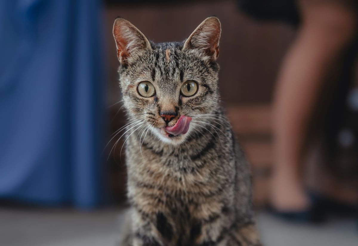 Cibo home-made per i tuoi animali domestici: una guida pratica per iniziare - immagine di copertina