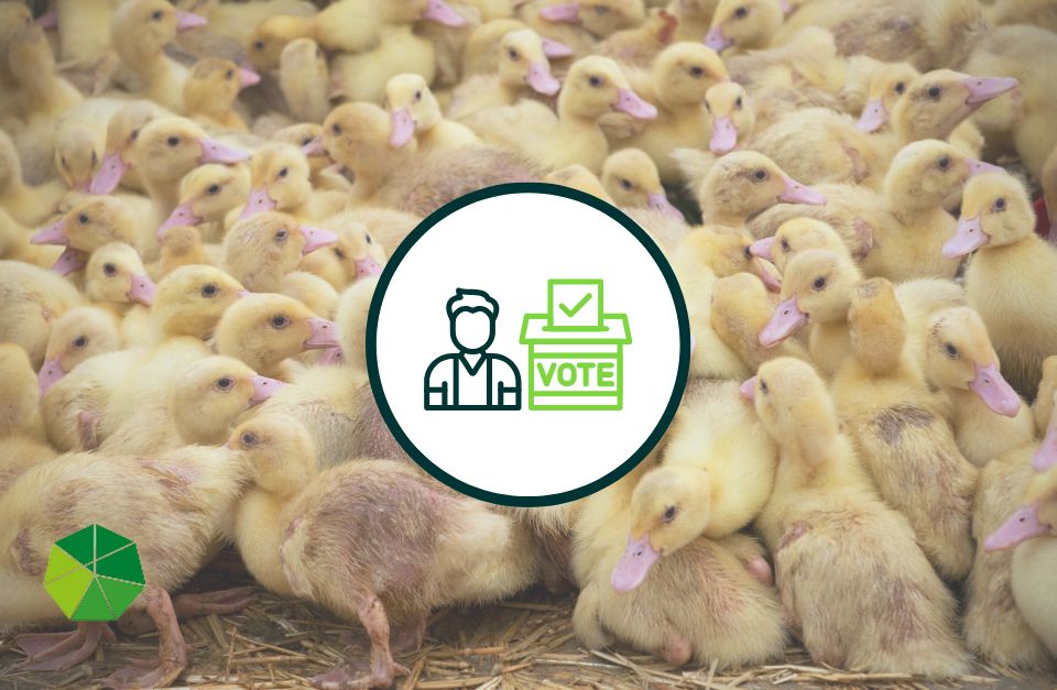 Sperimentazione animale, circhi e allevamenti intensivi: 5 iniziative che puoi firmare a favore degli animali - immagine di copertina