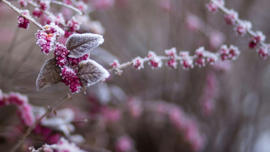 Piante e gelo