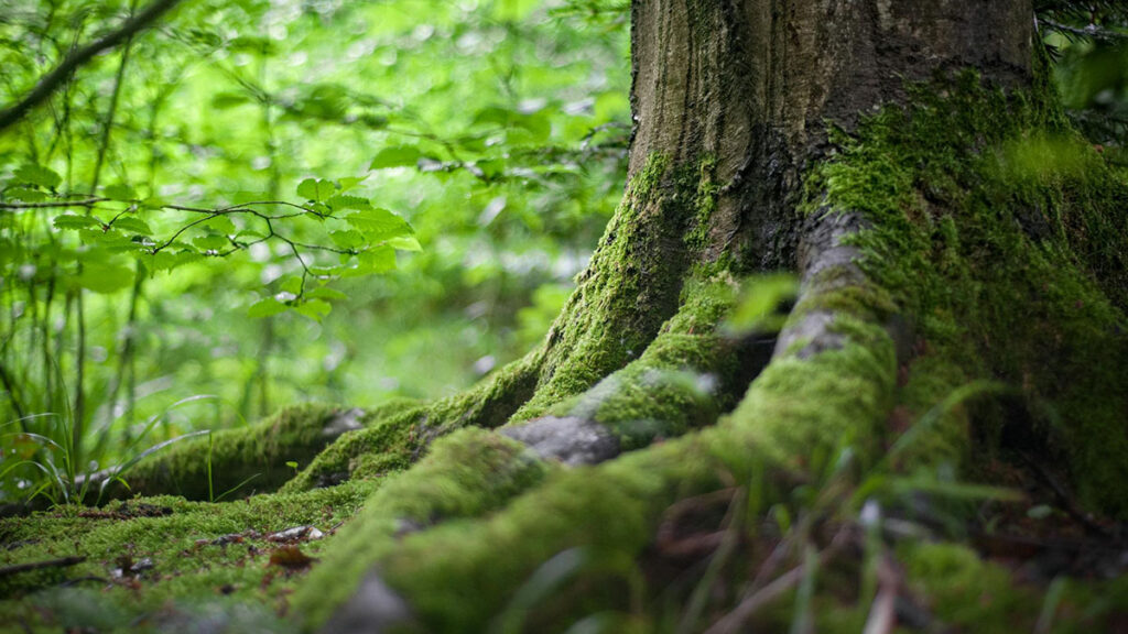 Foresta e biodiversità