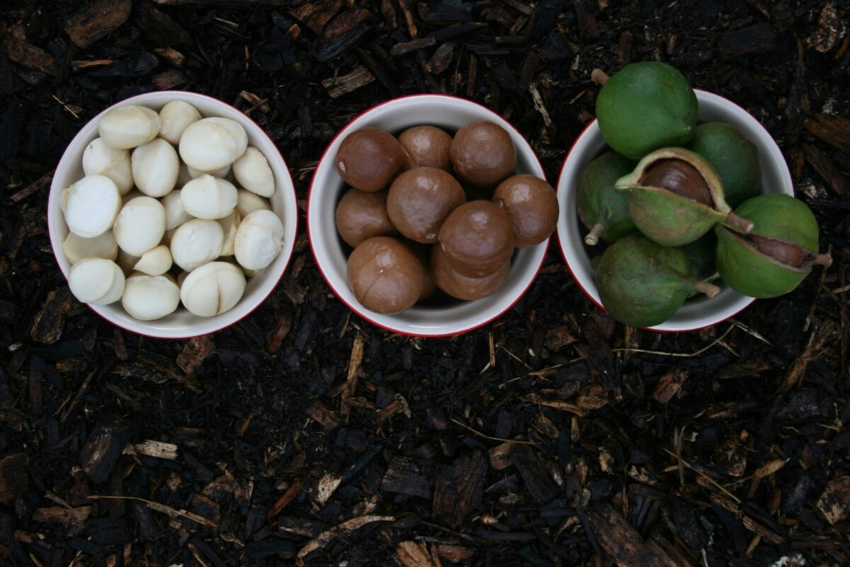 Cosa sapere sulle noci di macadamia, il superfood australiano - immagine di copertina