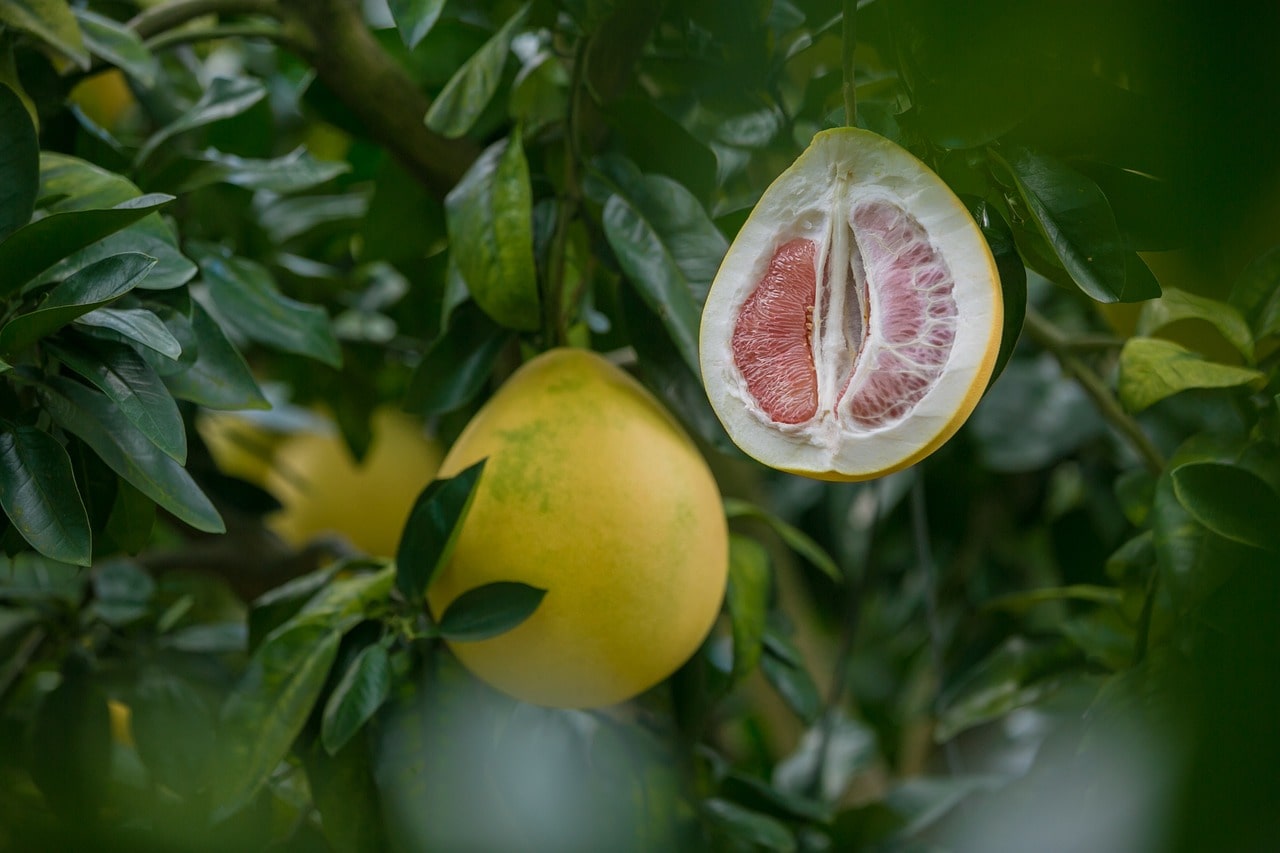 Pomelo: scopri di più su questo agrume gigante - immagine di copertina