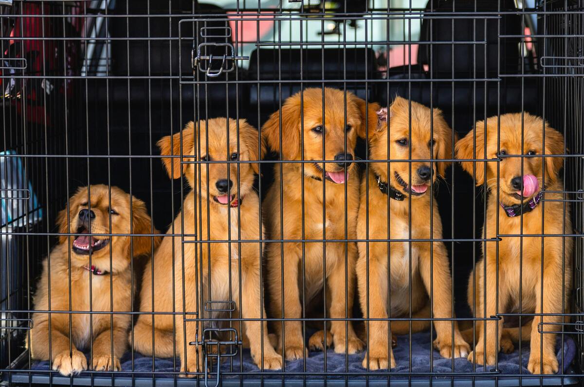 La Camera approva la legge sui reati contro gli animali: tutte le novità - immagine di copertina