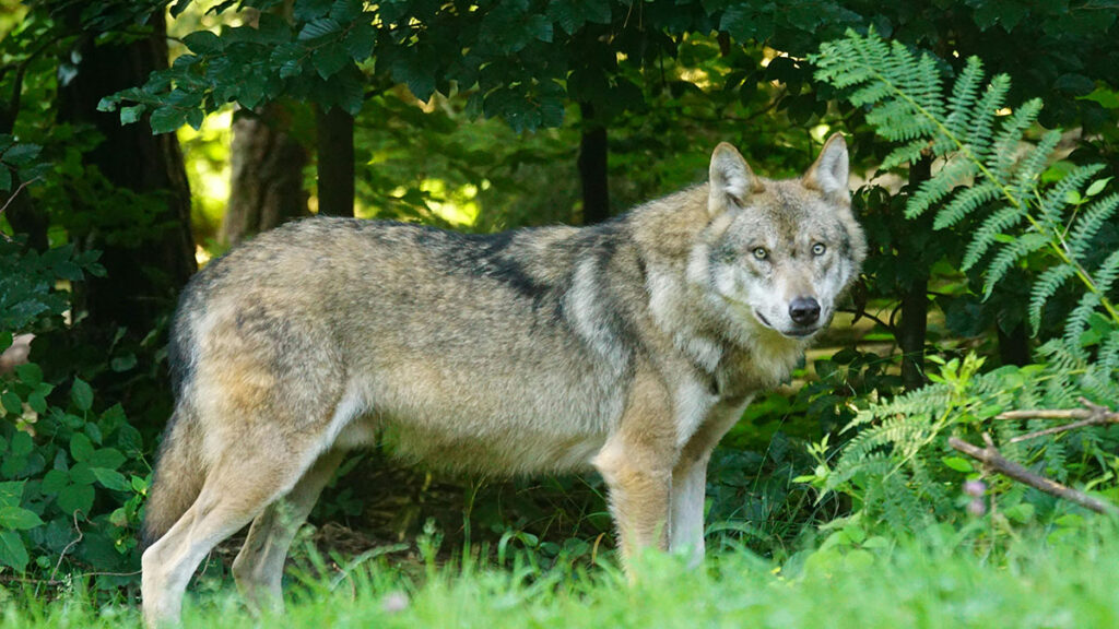 Rewilding, lupo