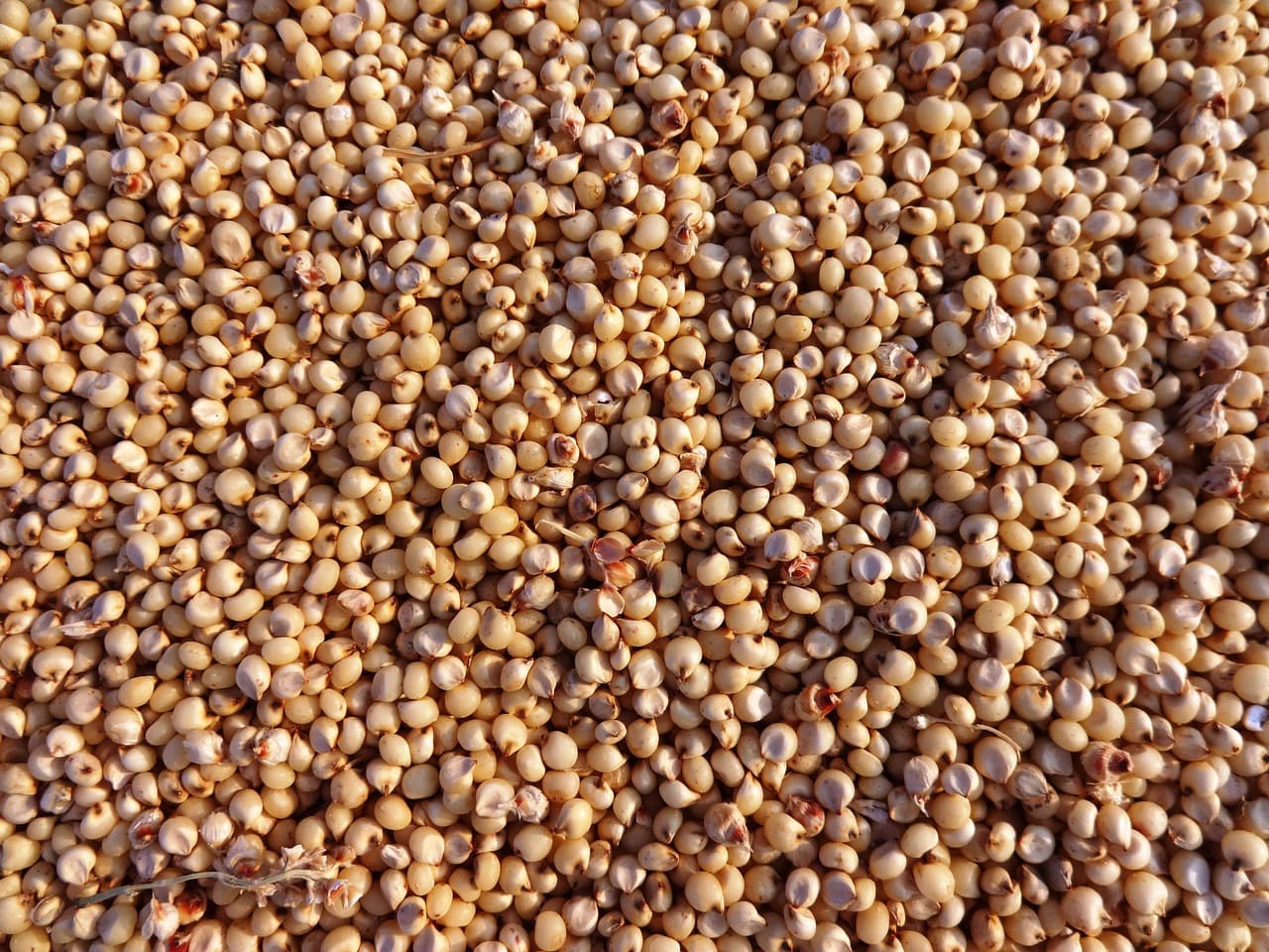 Sorgo: tutto quello che c'è da sapere su questo antico cereale senza glutine - immagine di copertina