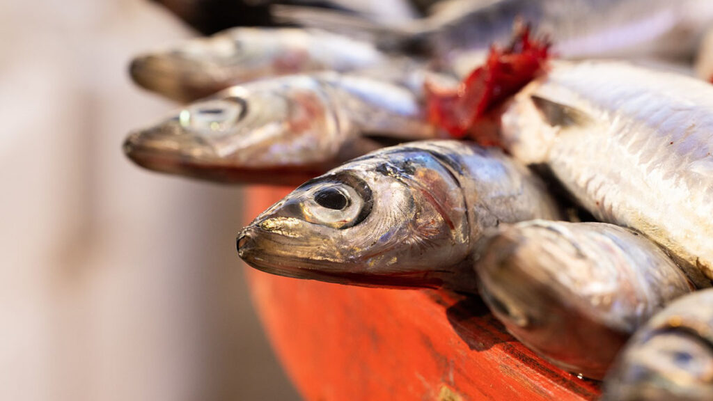 Pesce di stagione: acciughe