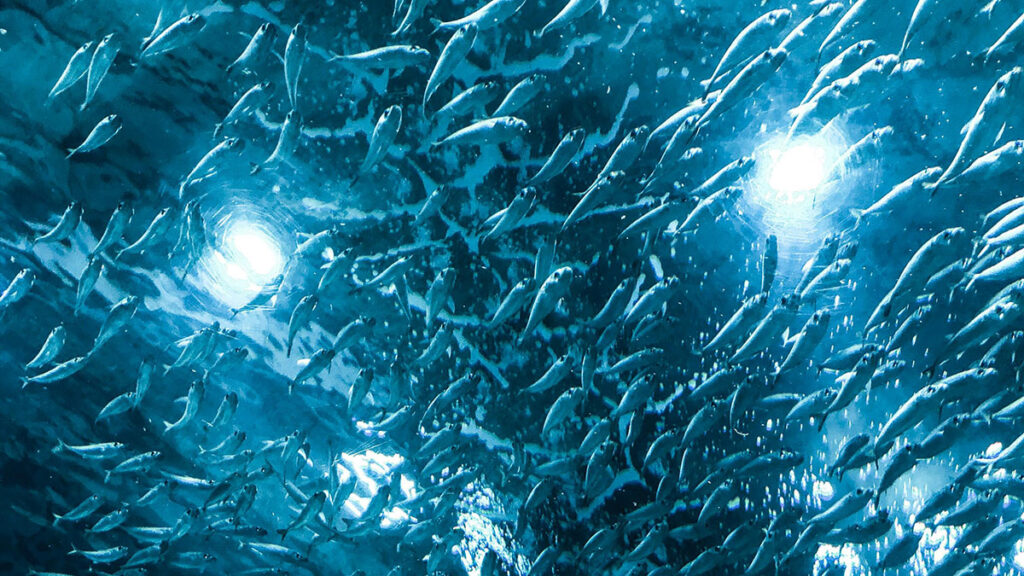 Sardine in acqua