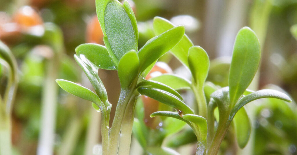 Crescione, erbe spontanee commestibili