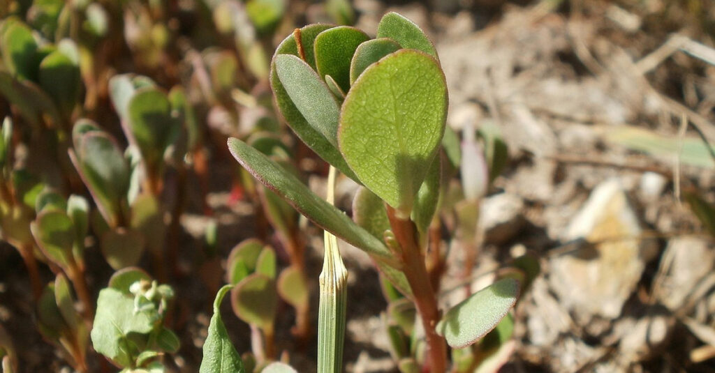 Portulaca, erbe spontanee commestibili
