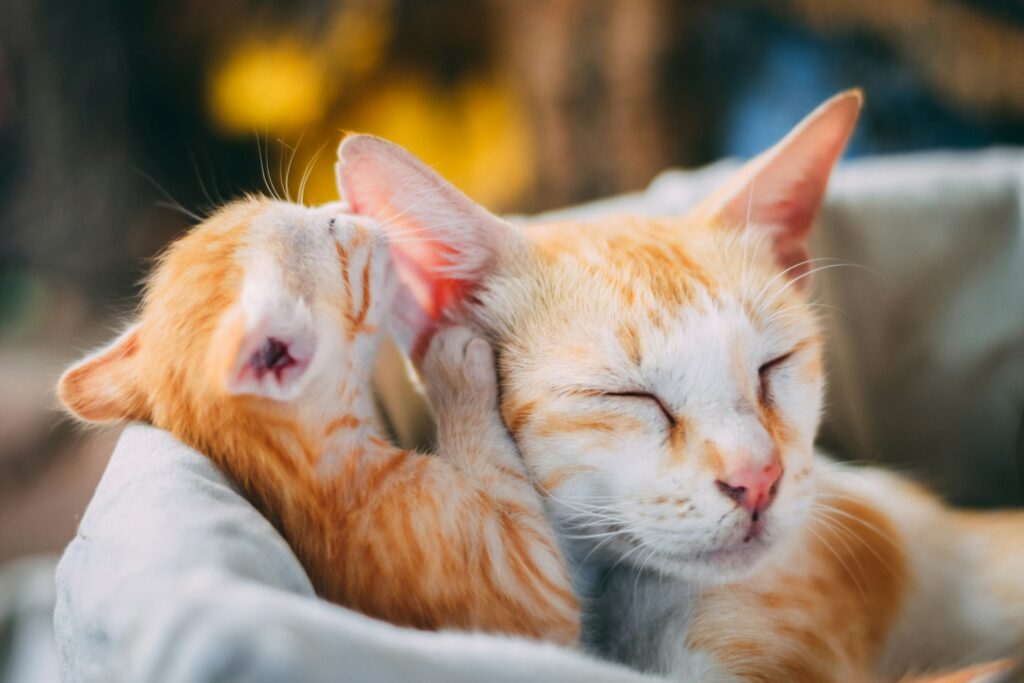gatti benessere animale