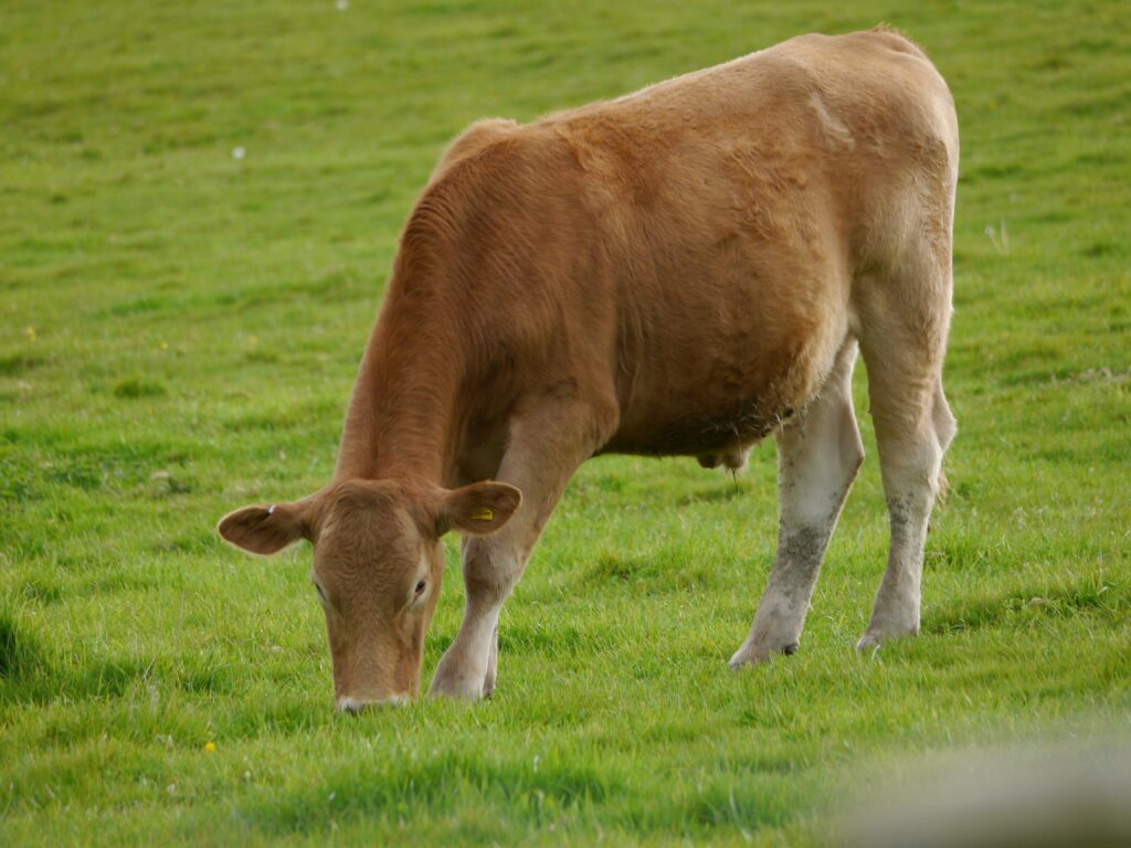 mucca benessere animale