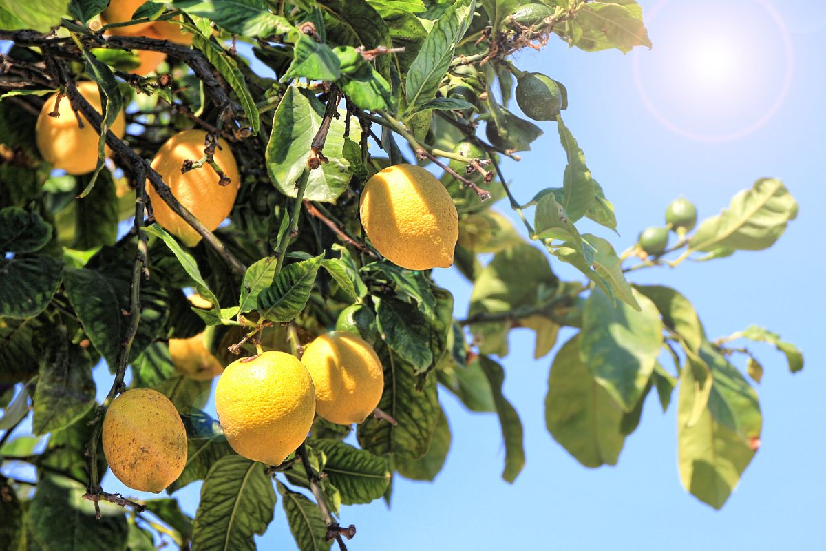 Come piantare e gestire in casa il tuo albero di limoni - immagine di copertina