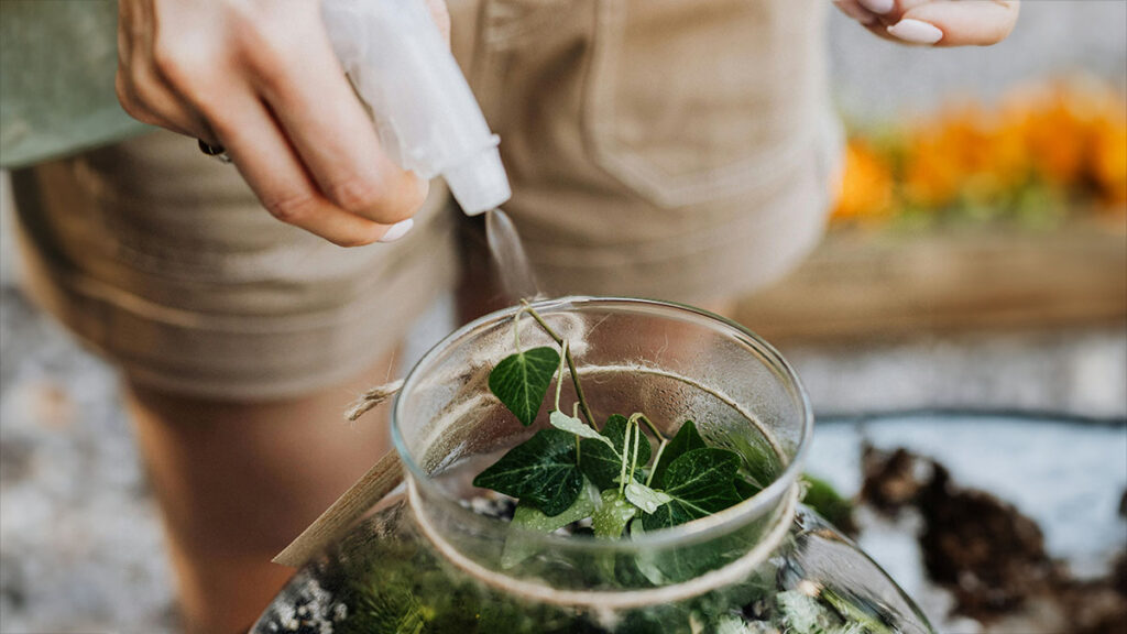 Cura del terrarium