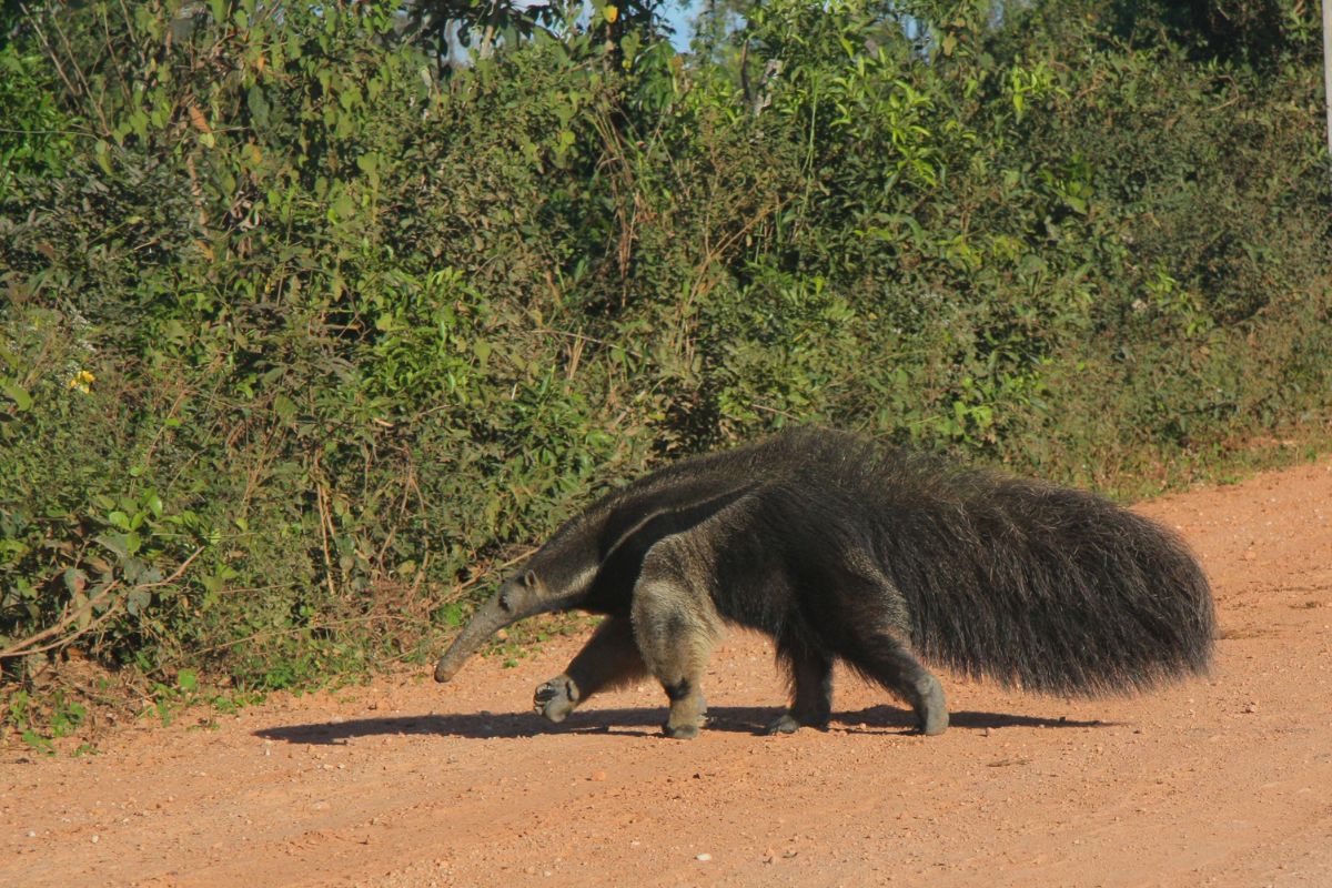 Animali strani: il formichiere gigante, l’aspira-formiche della savana - immagine di copertina