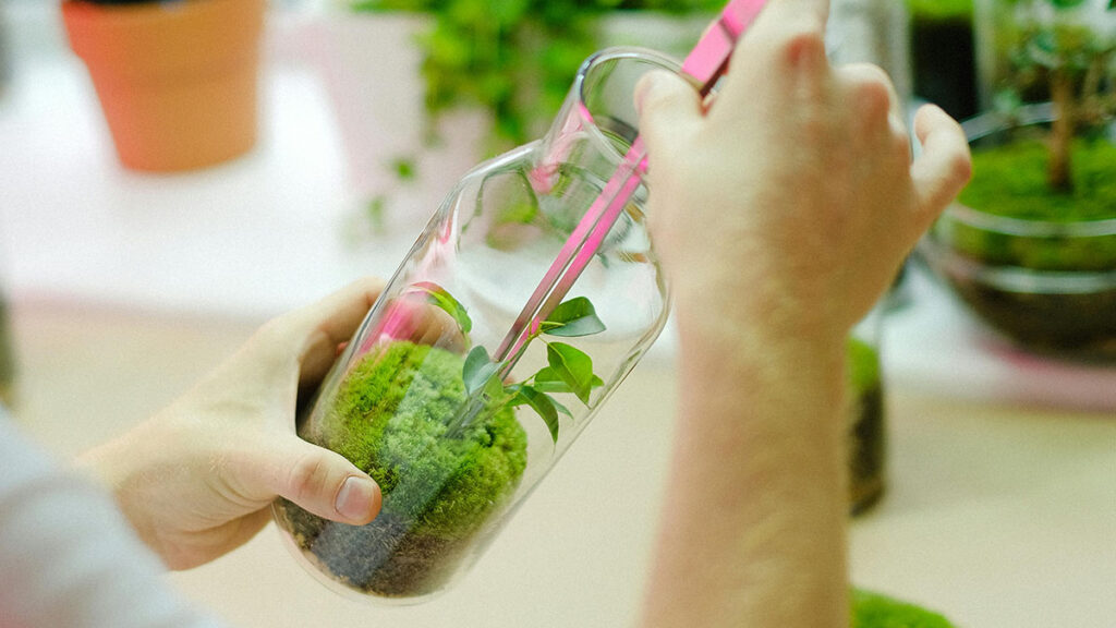 Scelta delle piante per il terrario