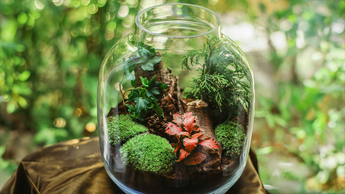Come creare un terrarium, il mini-giardino perfetto in un barattolo - immagine di copertina