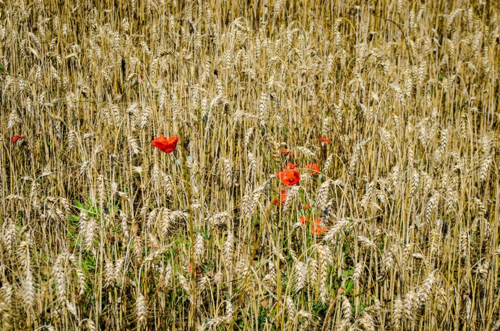 frumento e papaveri