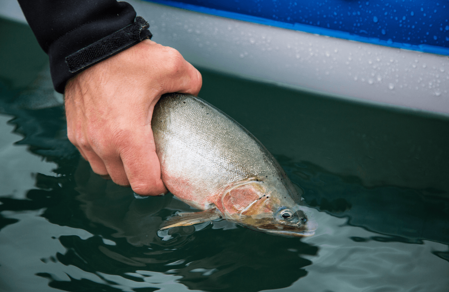 Catch and release: la pesca senza uccisione è davvero etica? - immagine di copertina