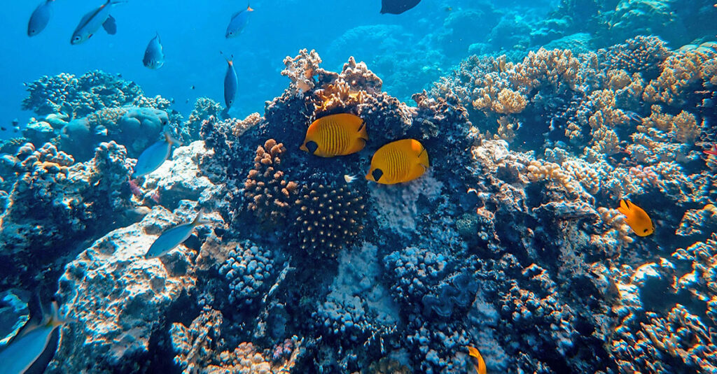 Barriera corallina