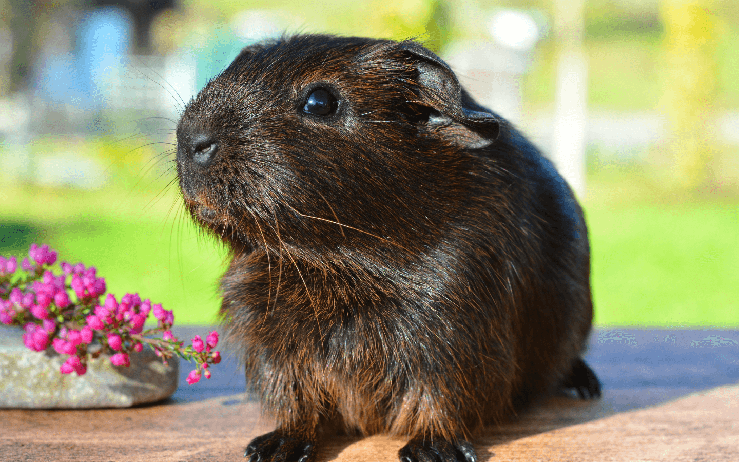 7 cose indispensabili da sapere prima di prendere un porcellino d’india - immagine di copertina