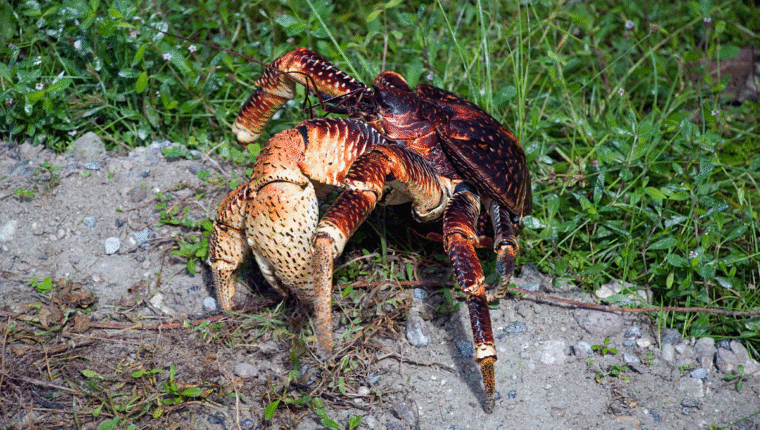 Animali strani: il granchio del cocco, il più grande artropode terrestre - immagine di copertina