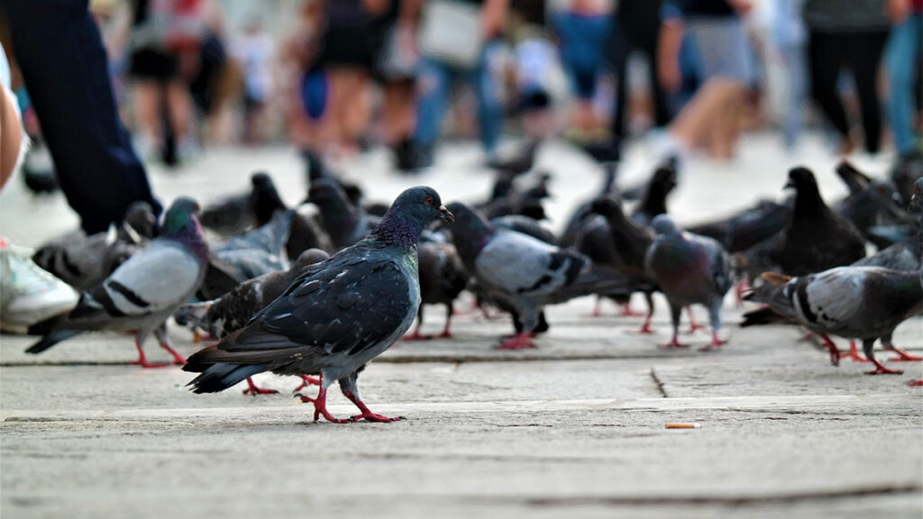 Piccioni in città