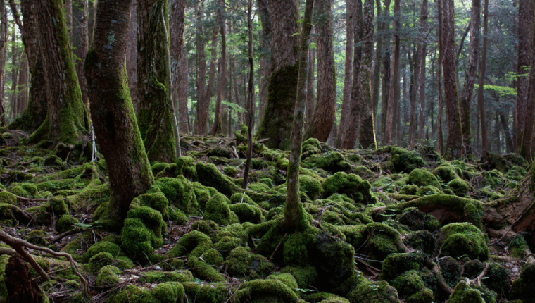 I luoghi più assurdi del mondo: la Foresta di Aokigahara - immagine di copertina