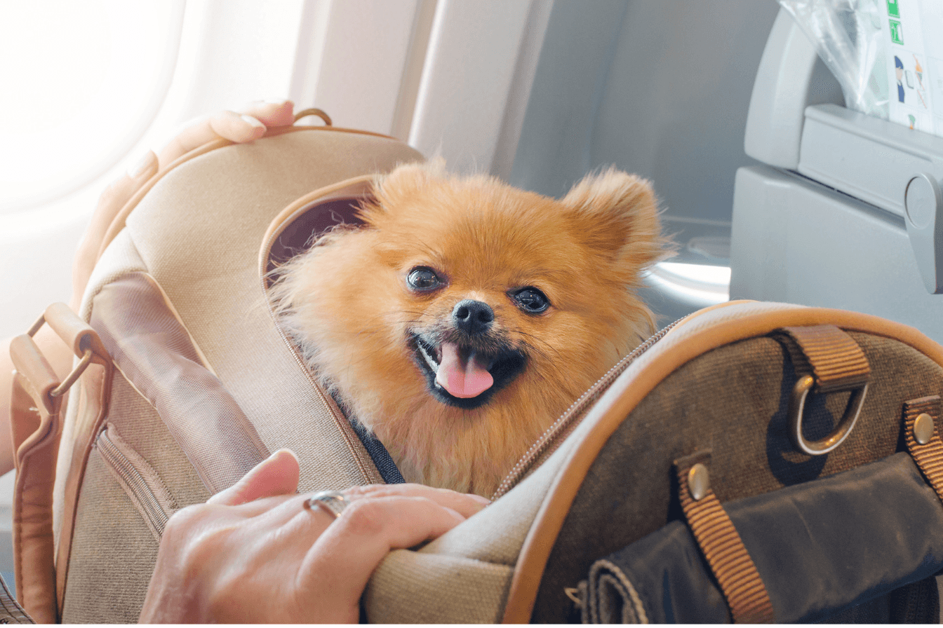 Viaggiare in volo con cani e gatti: cosa cambia con le nuove regole ENAC - immagine di copertina