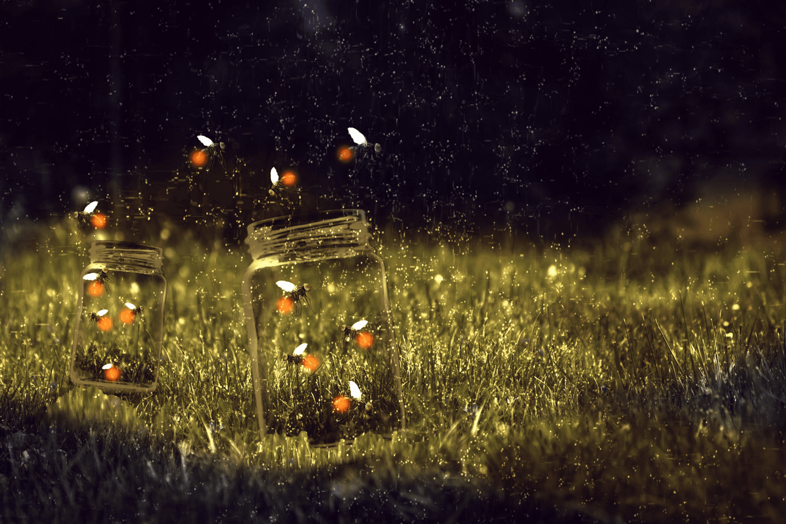 Le lucciole stanno scomparendo: ecco perché - immagine di copertina