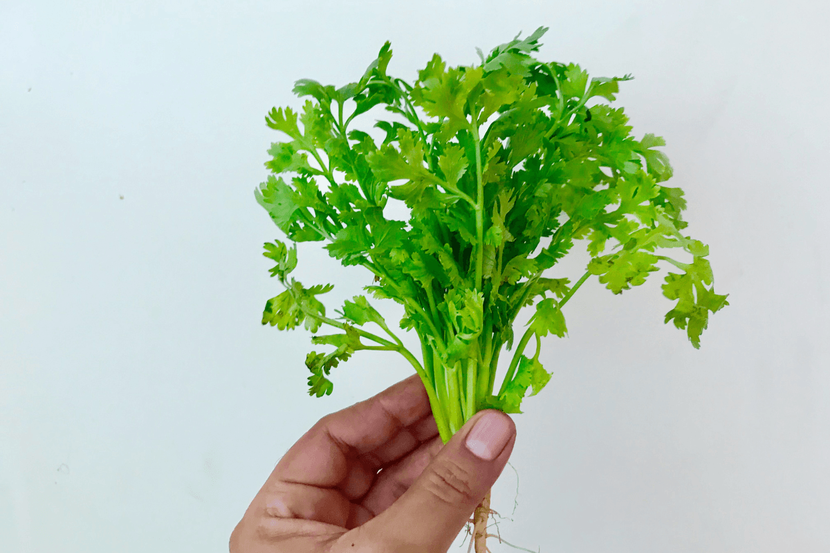Lo sapevi che il coriandolo assorbe i metalli pesanti? - immagine di copertina