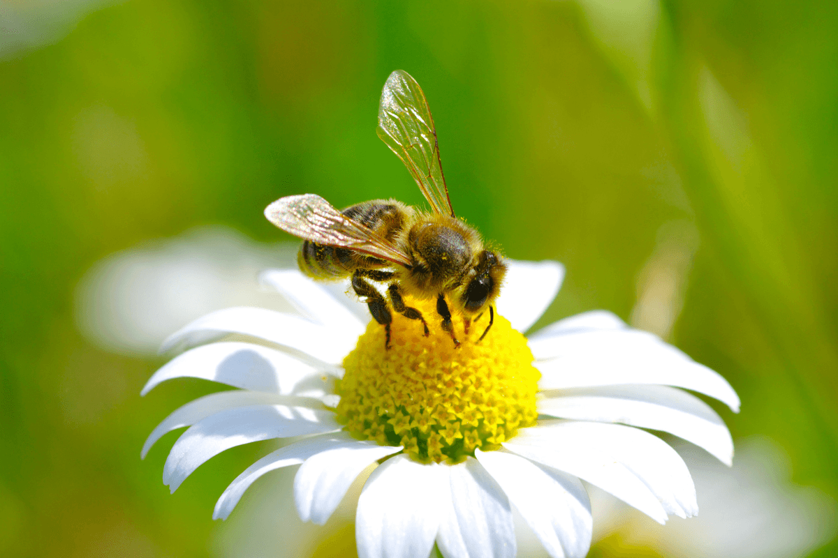 Danza delle api: ecco qual è il suo significato - immagine di copertina