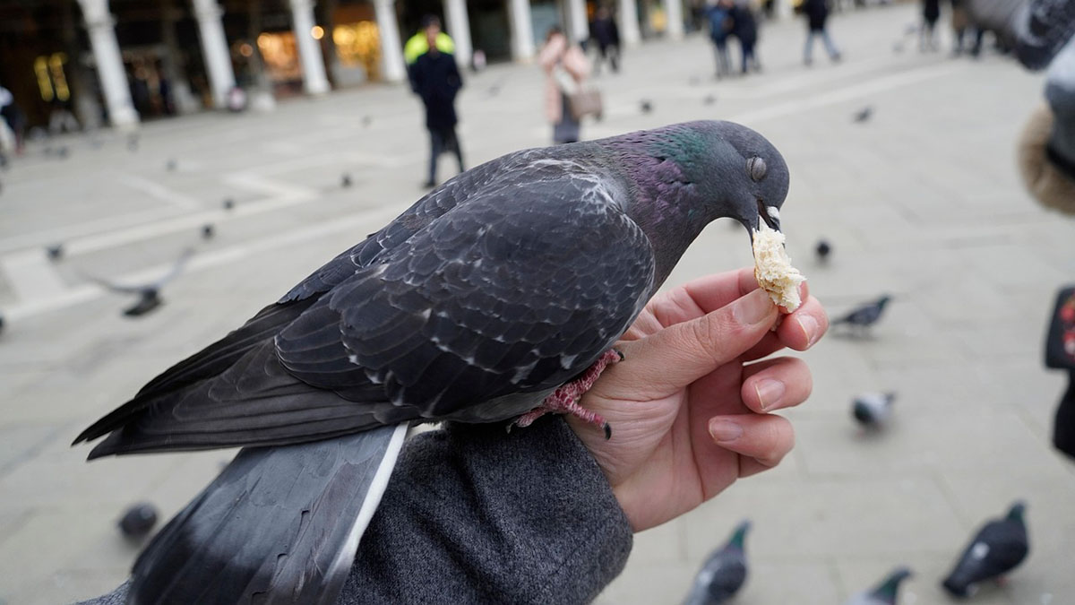 Dai da mangiare ai piccioni a Venezia? Rischi fino a 500 euro di multa - immagine di copertina