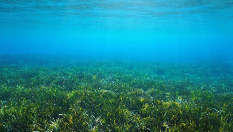 Foreste sottomarine: perch&eacute; il Pianeta non pu&ograve; farne a meno - immagine di copertina